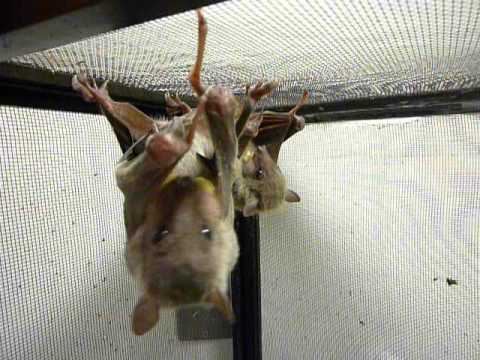 食べ方いろいろ