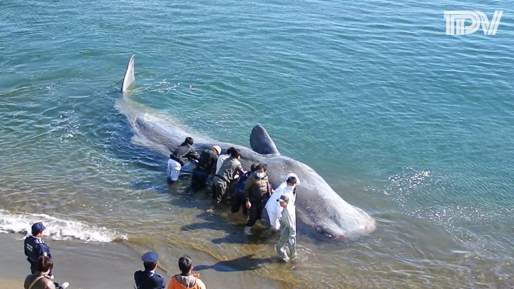 大変！こんなに大きなクジラが！！