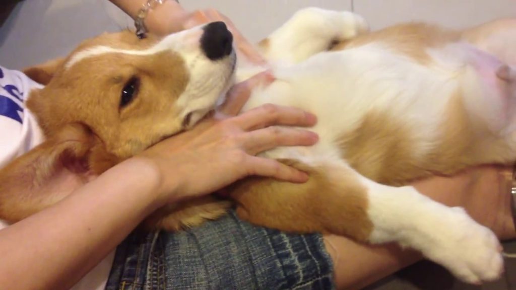 マッサージを受けて極楽気分のコーギー