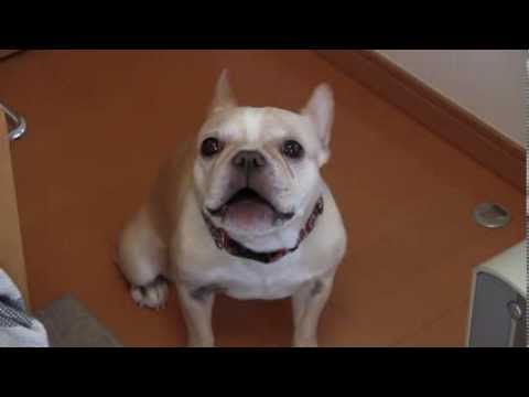 何かを訴えているフレンチブルドック