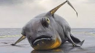 なんじゃこりゃ！？