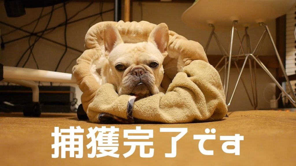 ロールクッションにホイホイされるフレンチブルドックのこうめちゃん