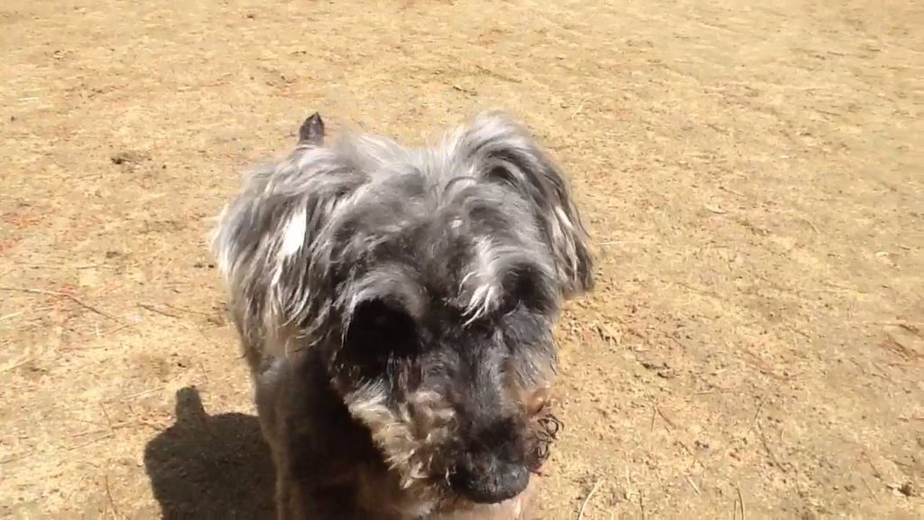 ボール大好き、ミニチュアシュナイザー