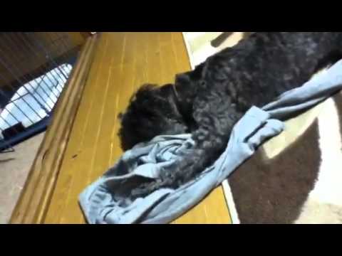 なめ猫ならぬなめ犬