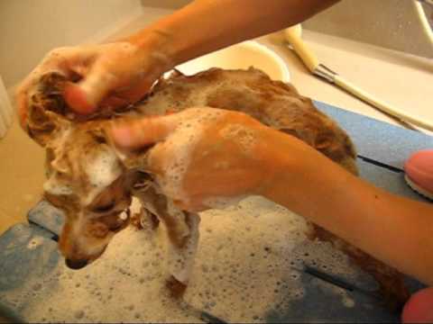 シャンプーで身も心も綺麗さっぱりのトイプードルのこむぎ