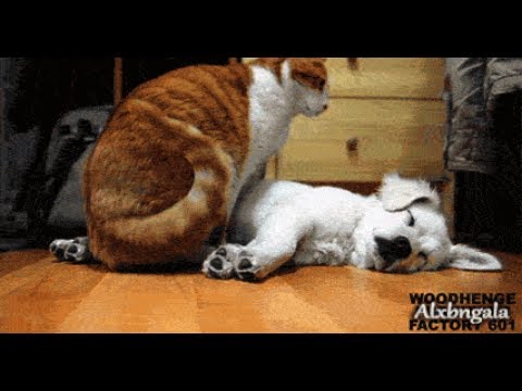 子犬VS子猫ちゃん！