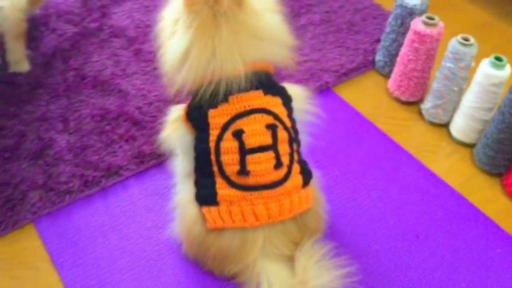 ワンちゃんのファッションショーにビックリ！！