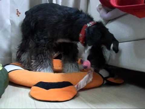 生ラム肉のあばら骨をむさぼり食う、ミニチュアシュナイザーのきょうすけ