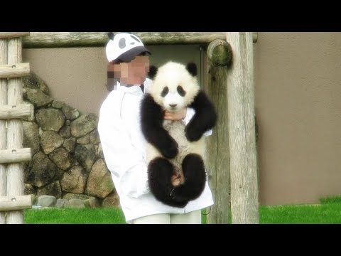 マッタリたれパンダ