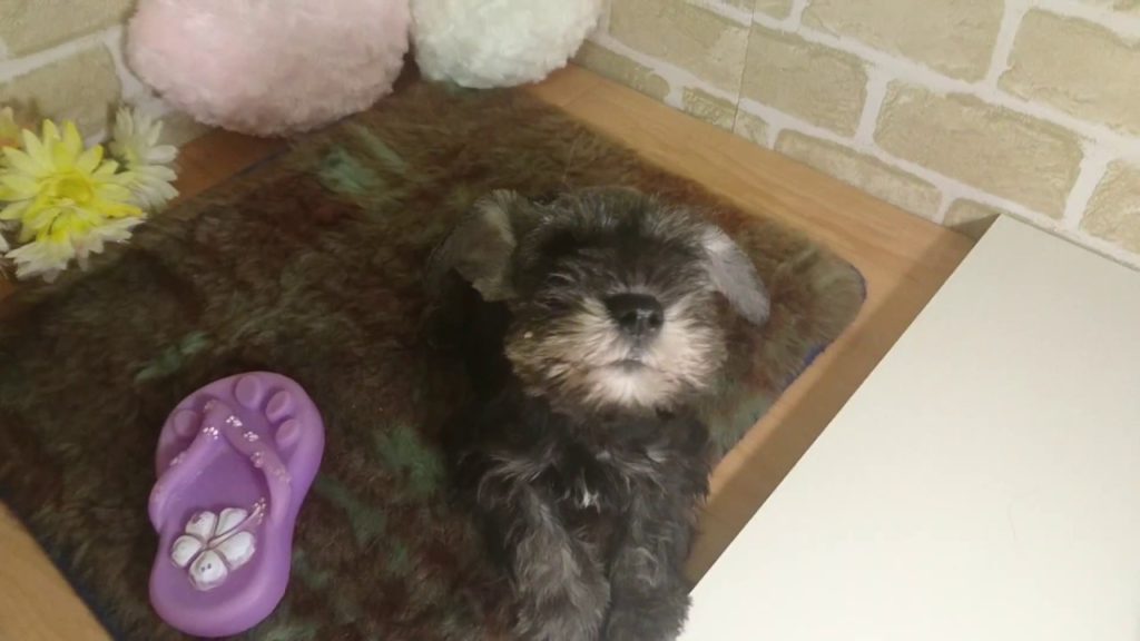 おすましポーズ似合うミニチュアシュナウザーの女の子