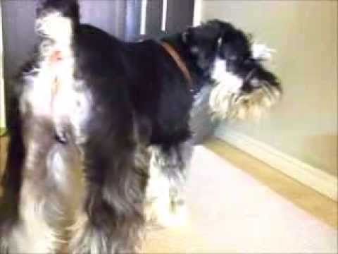 ボール遊びをするミニチュアシュナイザー