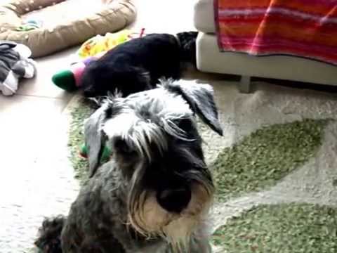 ソファの下に隠れたおもちゃに複雑な感情になってキレてしまうミニチュアシュナイザーのきょうすけ