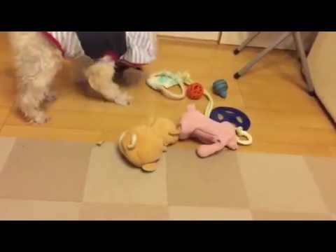 お片付けが得意なミニチュアシュナイザーのハッピー