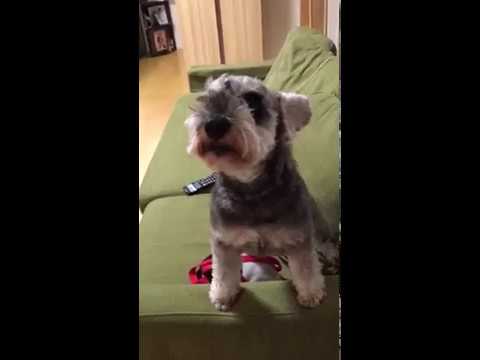 散歩に行けることにテンションMAXなミニチュアシュナイザー