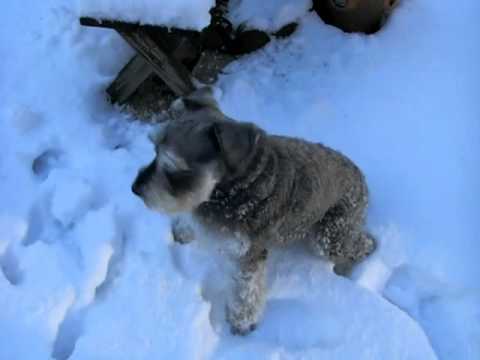 雪にテンションMAXのミニチュアシュナイザーのジョン