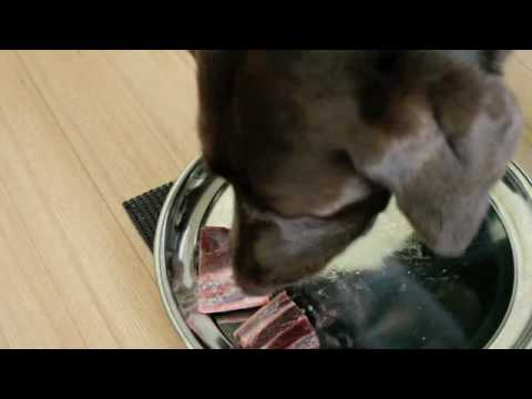 大好物の馬肉の余りの美味しさに早食いするPJ