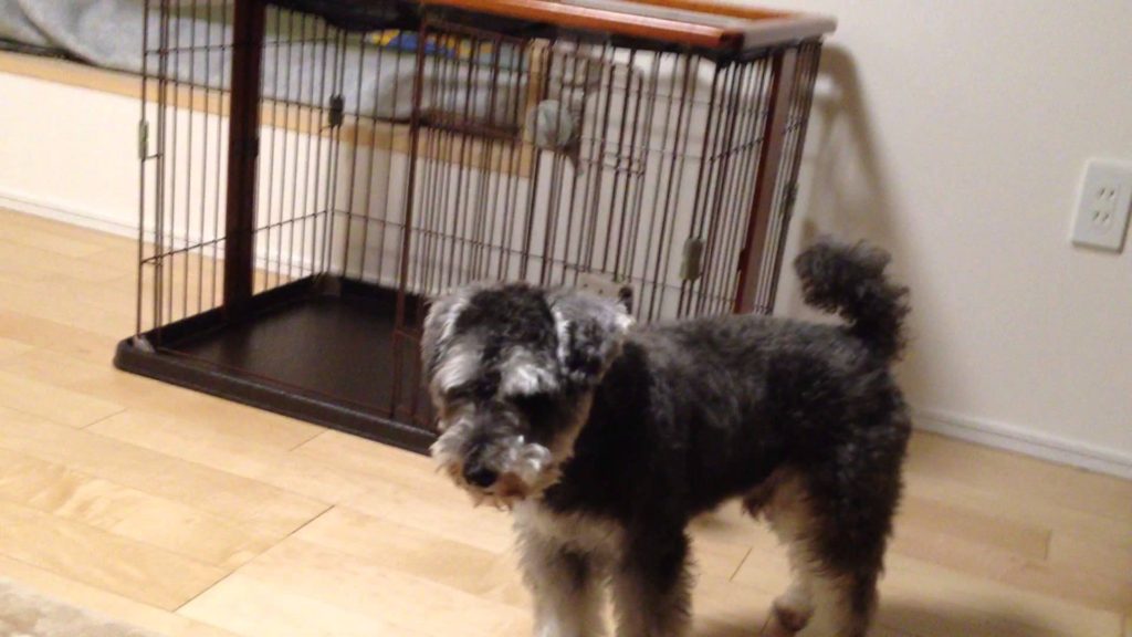 眠気眼のミニチュアシュナイザー