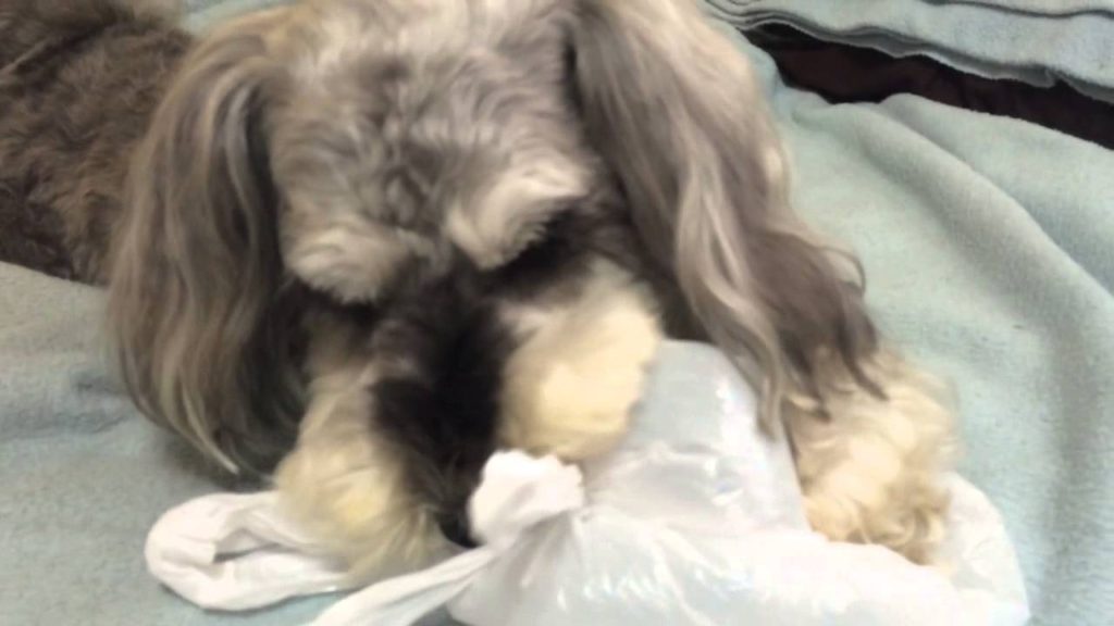 空気で膨らんでいる袋の空気を抜くことにハマっているミニチュアシュナイザー