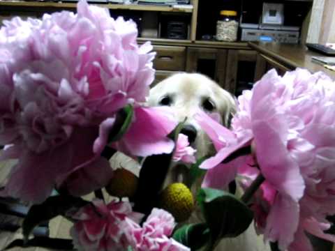 犬くんも花の良さはわかるよ