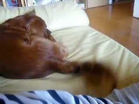 夢の中を見てみたい