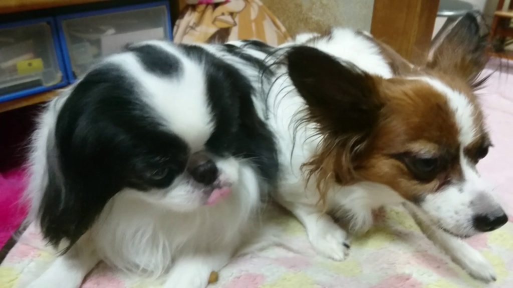 マッタリとしたお食事タイム