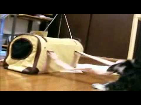 外に行きたいワン!