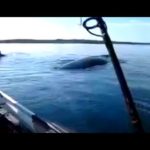 巨大クジラと遭遇