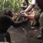 チンパンジーが銃を乱射する動画