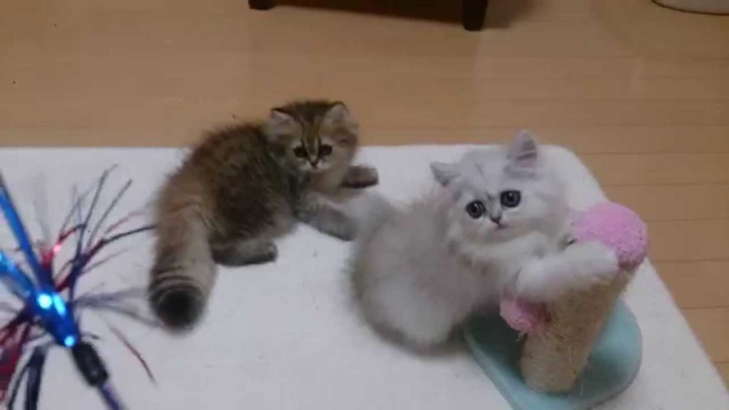 ペルシャ猫がおもちゃで游ぶ