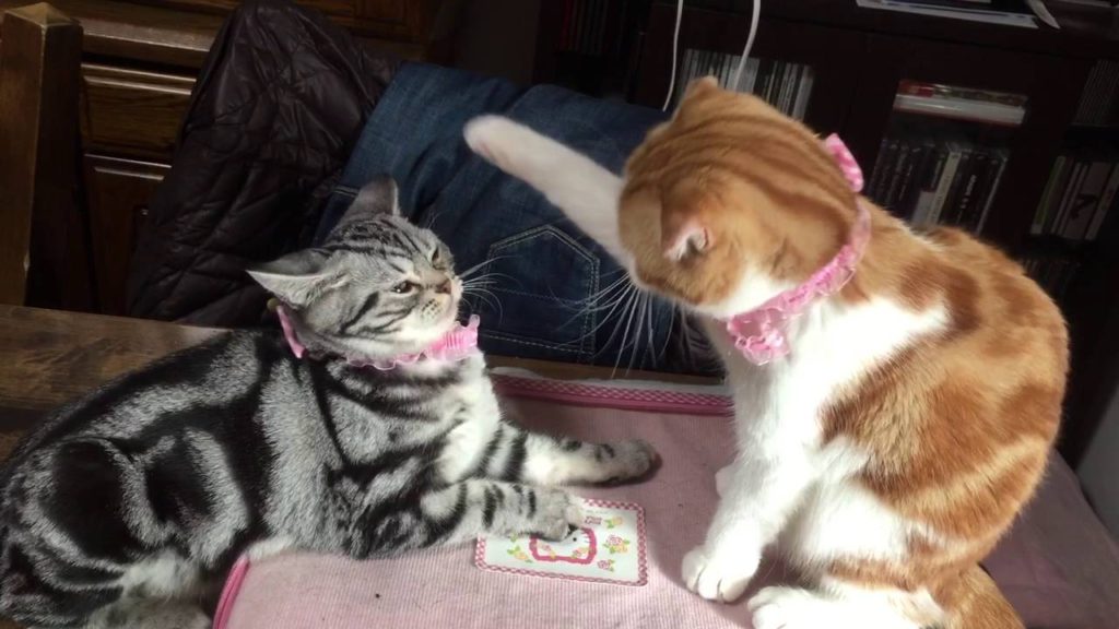 スコティッシュフォールドとアメリカンショートヘア