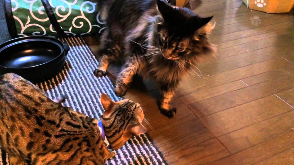 猫同士のじゃれ合い