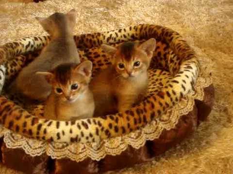 アビシニアン子猫四匹