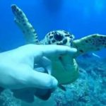 指を噛むウミガメ