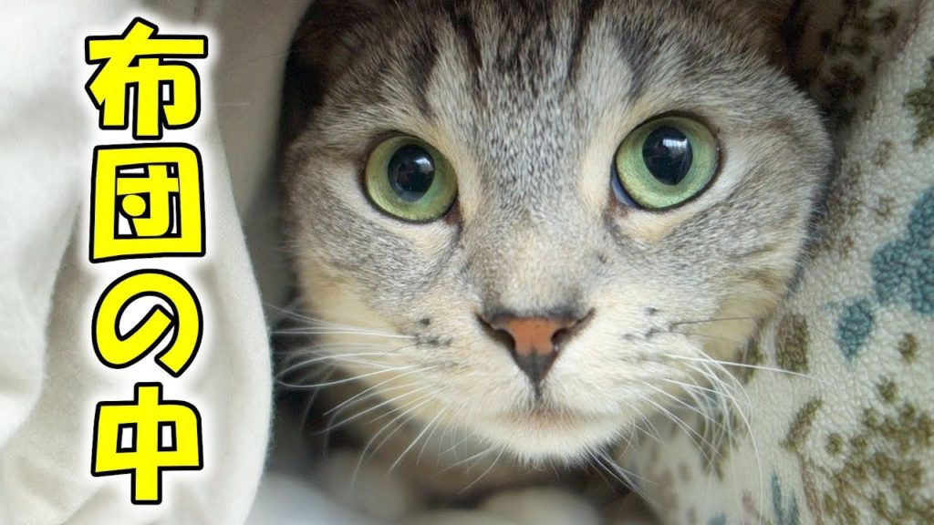 精一杯甘えてくる猫