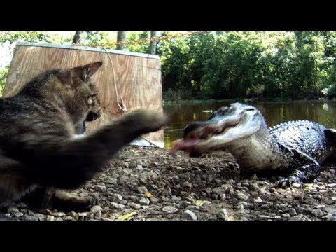 おこだよ。。。激おこ猫が強すぎる！！