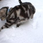 猫の雪遊び