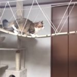 ネコ専用の吊橋