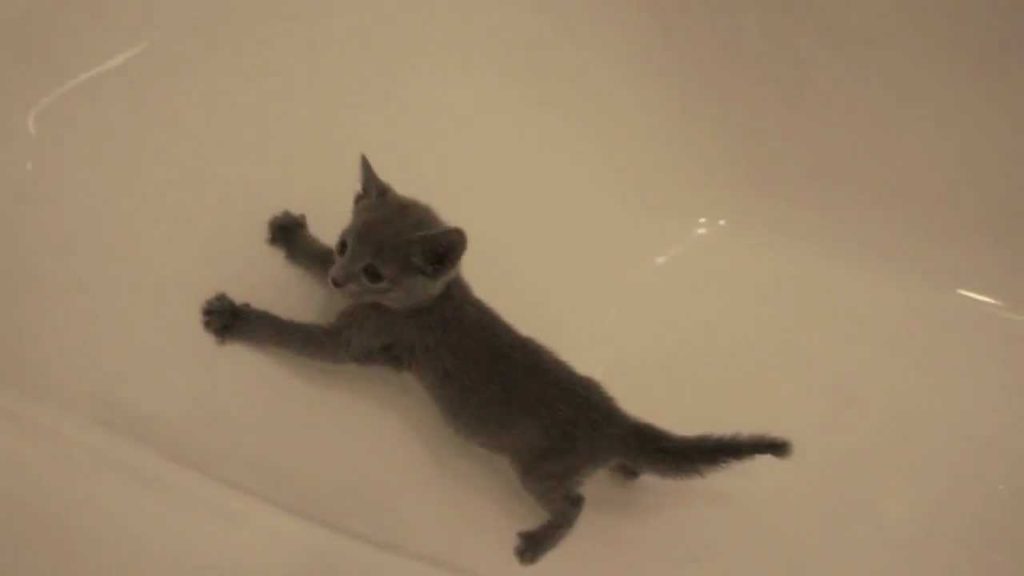 お風呂から脱出しようとする猫ちゃん