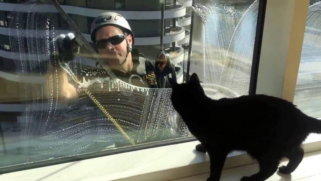 窓拭きおじさんと猫ちゃん