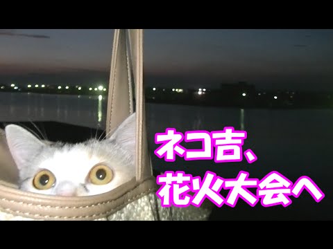 猫と花火大会(*´ω｀*)