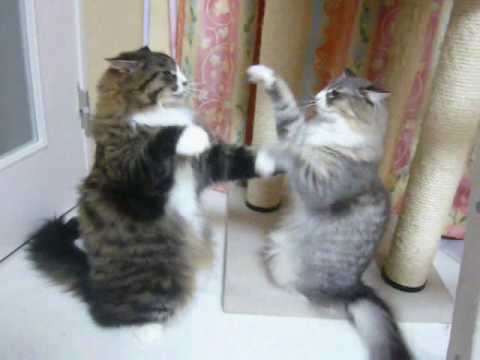 猫のボクシング