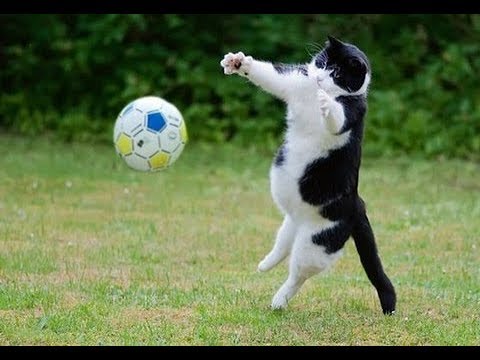 おもしろサッカーが大好きな猫と犬