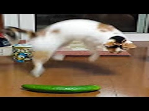 きゅうりを見て驚く猫たち