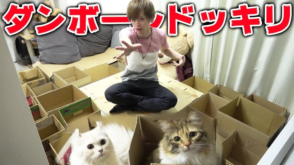 猫が大好きなダンボールでドッキリしてみた