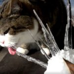 ハリネズミ雪だるまと遊ぶ猫