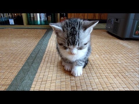 酔いですか？この猫酔ってるんですか？酔うほど可愛い猫