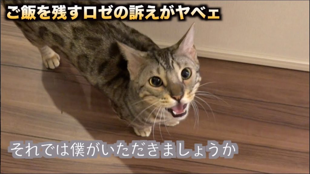 ご飯を残すロゼの猛抗議