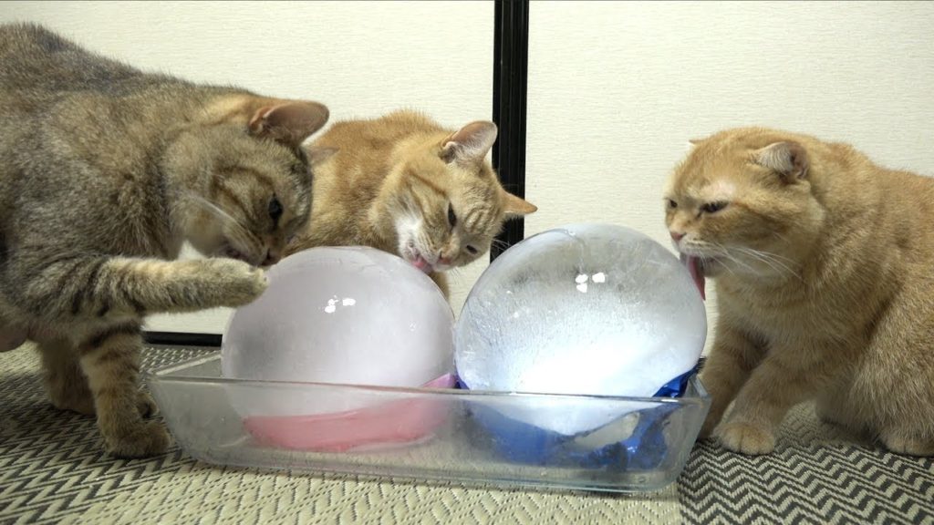 丸い氷と猫たち