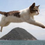 防波堤の上で飛び跳ねる猫さん