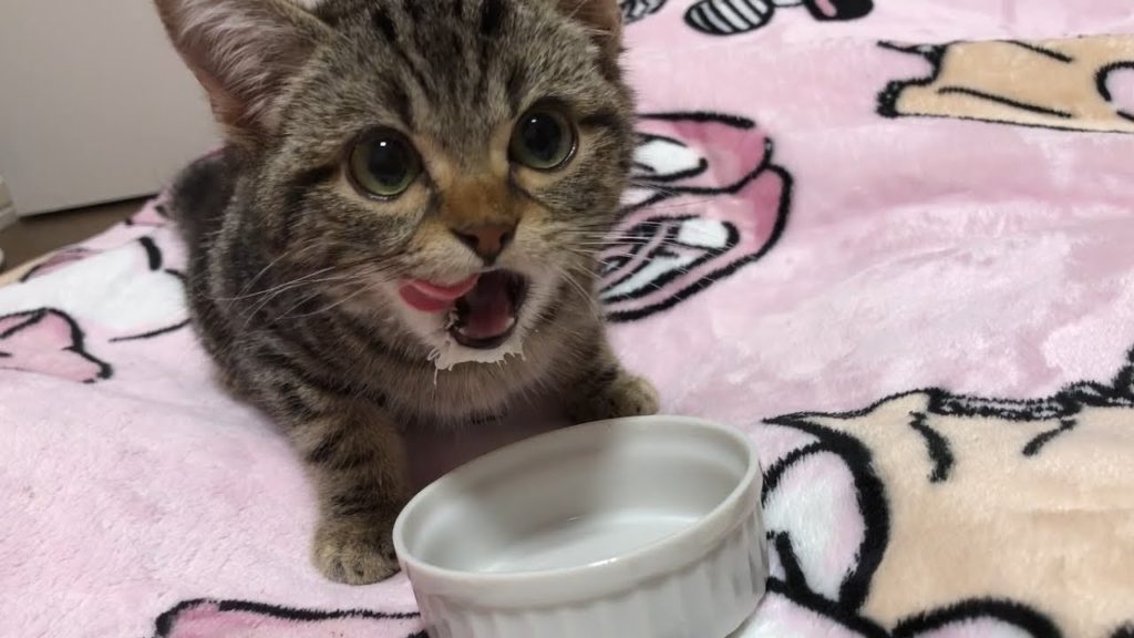 ミルクをおかわりする猫